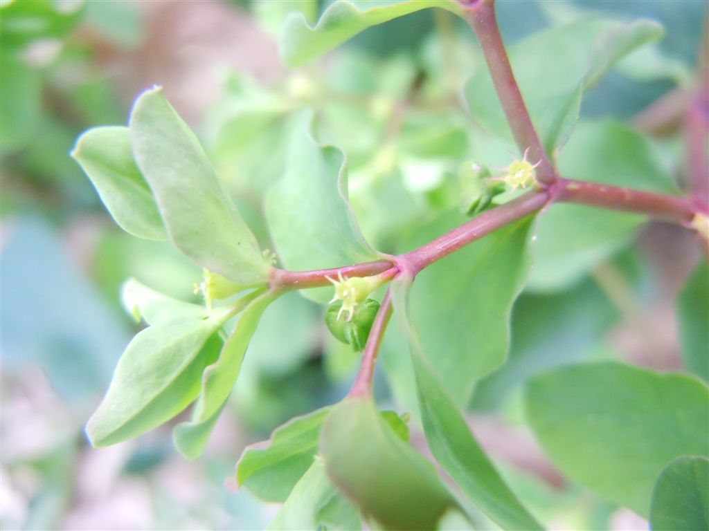 Euphorbia peplus / Euforbia minore